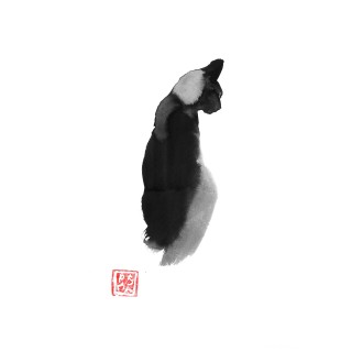 cat shadow