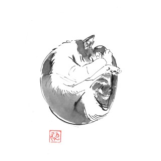 round cat