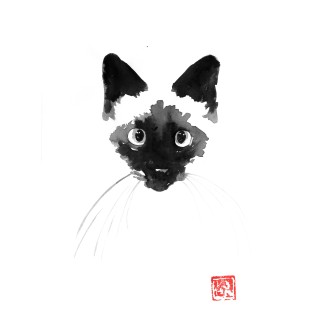 siamese cat