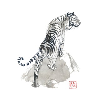 tiger on the rocks