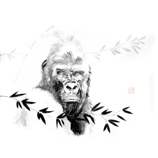 gorilla beringei beringei