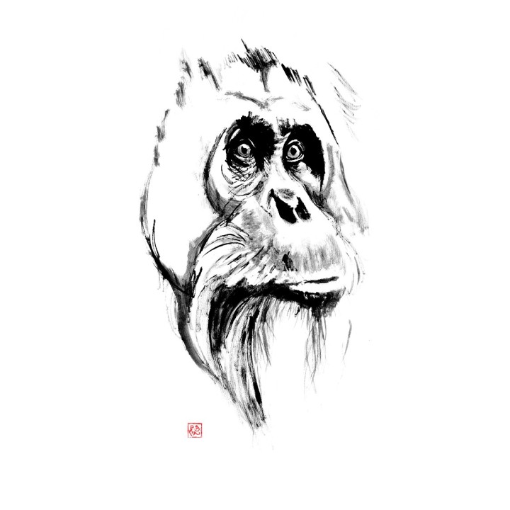 Orangutan
